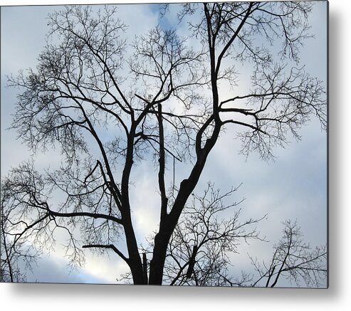 Nature Metal Print featuring the photograph Nature - Tree in Toronto by Munir Alawi