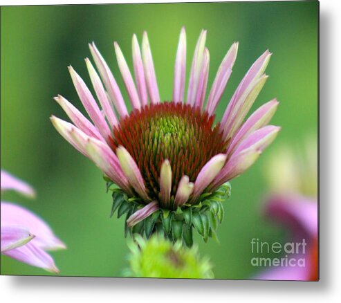 Pink Metal Print featuring the photograph Nature's Beauty 75 by Deena Withycombe