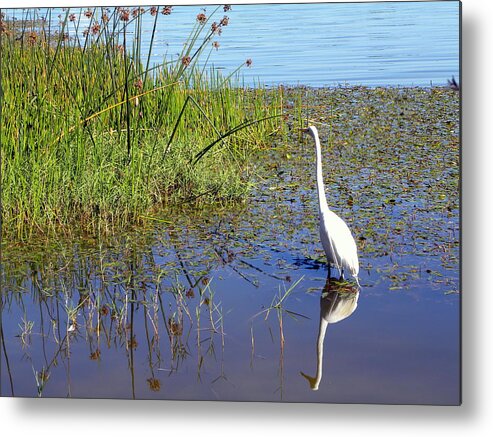 Bird Metal Print featuring the photograph Natures Reflection by Terri Mills
