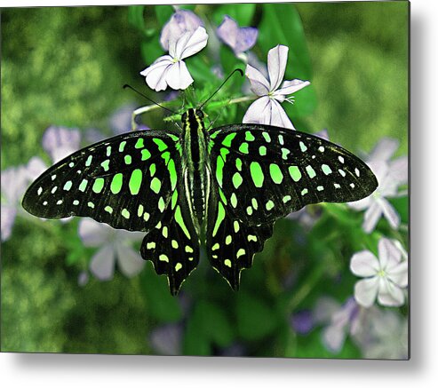 Tailed Jay Butterfly Metal Print featuring the photograph Neon --- Tailed Jay Butterfly by Bob Johnson