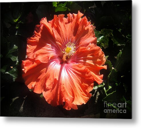 Hibiscus Metal Print featuring the photograph Neon-red hibiscus 6-17 by Sofia Goldberg
