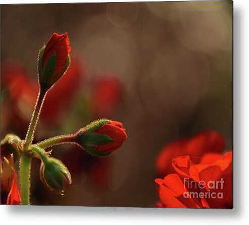 Beautiful Metal Print featuring the photograph New Day Beauties - Georgia by Adrian De Leon Art and Photography