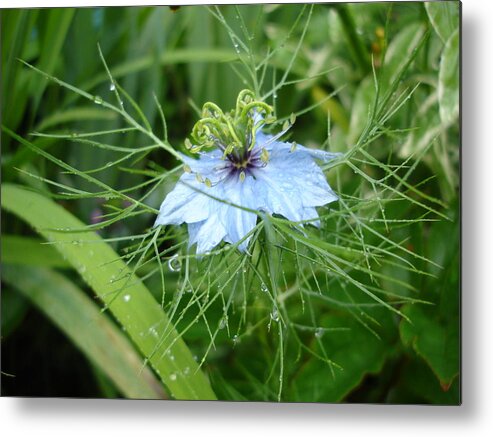 Flower Metal Print featuring the photograph Nigella in spring rain by Susan Baker