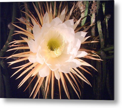 Flower Metal Print featuring the photograph Night-blooming Cereus by T Guy Spencer