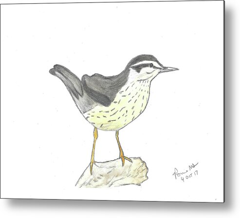 Ronnie Maum Metal Print featuring the mixed media Northern Waterthrush by Ronnie Maum