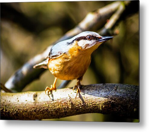 Birds Metal Print featuring the photograph Nuthatch Intense by Nick Bywater