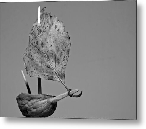 Art Metal Print featuring the photograph nutshell sailboat BW by Shu Fu