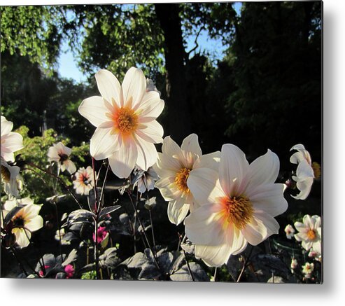 Gold Metal Print featuring the photograph October Dahlias by Laura Davis
