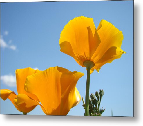 poppies Art Metal Print featuring the photograph OFFICE ART PRINTS Poppies Poppy Flowers Blue Skies Giclee Baslee by Patti Baslee
