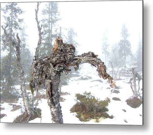 Tree Metal Print featuring the photograph Old tree by Are Lund
