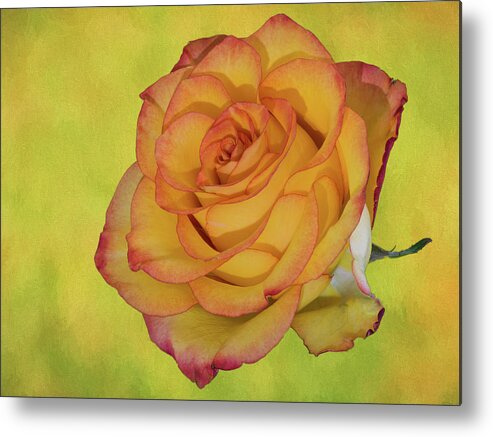 Detailed Rose Metal Print featuring the photograph Only a Rose by John Roach