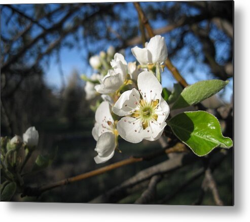  Metal Print featuring the photograph Open for Beesness by Ron Monsour