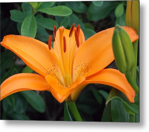 Bridge Of Flowers Metal Print featuring the photograph Orange Lily by Catherine Gagne