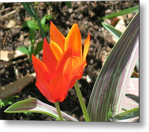 Orange Metal Print featuring the photograph Orange Tulips by Rod Ismay