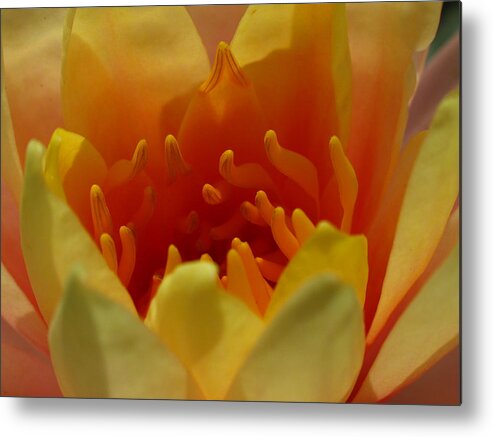 Lily Metal Print featuring the photograph Orange Water Lily by Juergen Roth