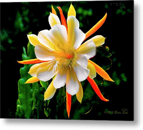 Flower Metal Print featuring the photograph Orchid Cactus Epiphyllum by Brian Tada