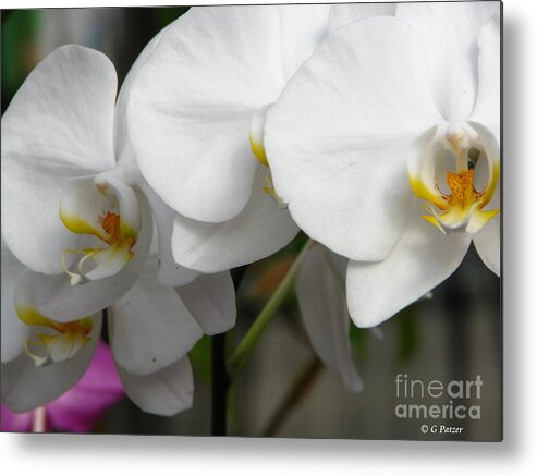 Patzer Metal Print featuring the photograph Orchid Day by Greg Patzer