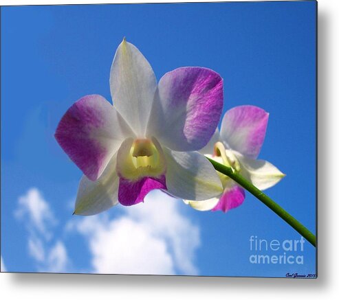 Orchid Metal Print featuring the photograph Orchid Flower Sky Blue / Purple by Carl Gouveia