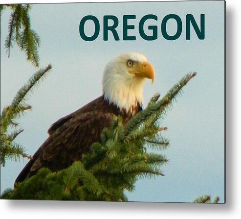 Eagle Metal Print featuring the photograph OREGON Eagle by Gallery Of Hope 