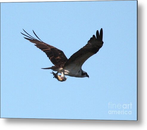 Osprey Metal Print featuring the photograph Osprey with Fish by Carol Groenen