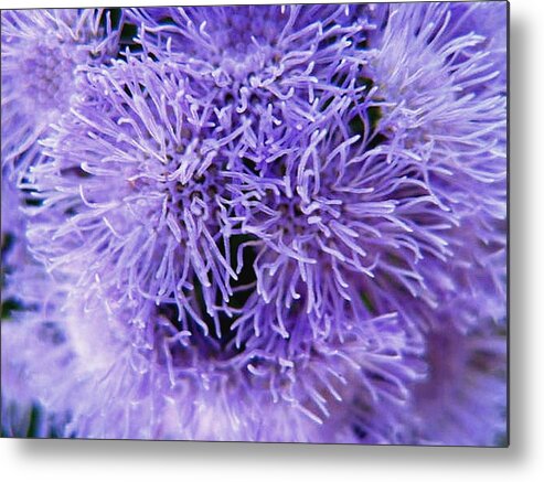 Floral Metal Print featuring the photograph Out of this World by Rhonda Barrett