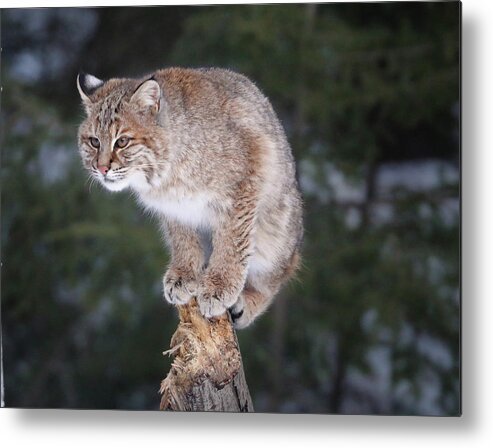 Bobcat Metal Print featuring the photograph Out On A Limb by Duane Cross