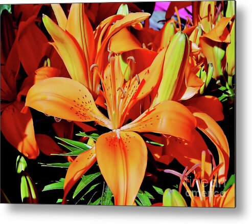 Orange Metal Print featuring the photograph Outstanding Orange Tiger Lilies by D Hackett