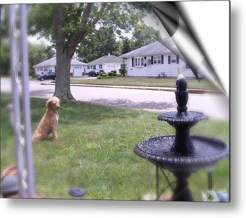 Original Photo Of My Dog Watching Fountain Done Onto 11 X 8.5 Glossy Metal Print featuring the photograph Page in Time by Desline Vitto
