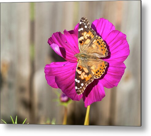 Painted Lady Butterfly Metal Print featuring the photograph Painted Lady 2017-4 by Thomas Young