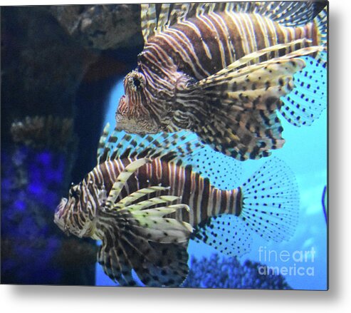 Beautiful Pair Of Swimming Lion Fish. Metal Print featuring the photograph Pair of Lion Fish by DejaVu Designs