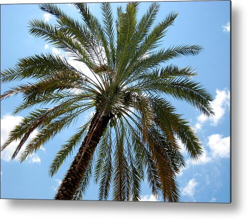 Palm Tree Metal Print featuring the photograph Palm Tree by Michael Albright