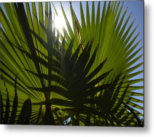 Tropical Metal Print featuring the photograph Palmetto 3 by Renate Wesley