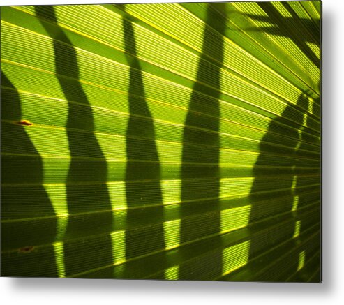 Tropical Metal Print featuring the photograph Palmetto 4 by Renate Wesley