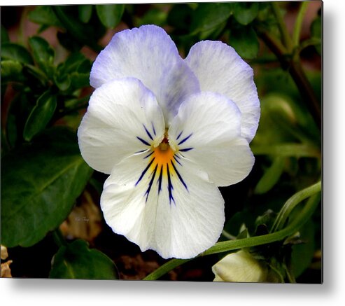Spring Metal Print featuring the photograph Pansy Face by Wild Thing