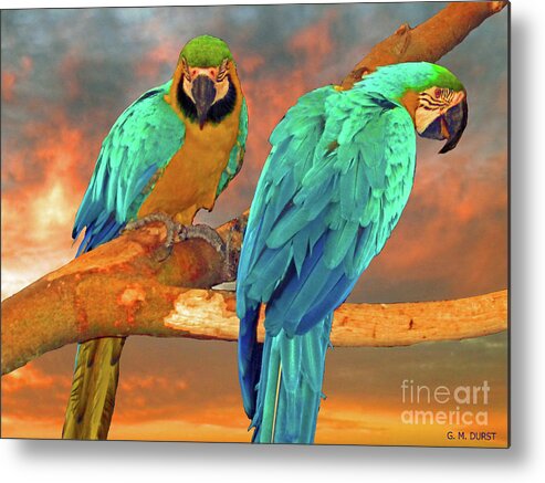 Parrot Metal Print featuring the photograph Parrots at Sunset by Michael Durst