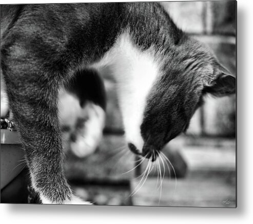 Animals Metal Print featuring the photograph patches explores 3 BnW by Michael Blaine