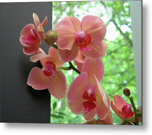 Peach Metal Print featuring the photograph Peach orchids by Manuela Constantin