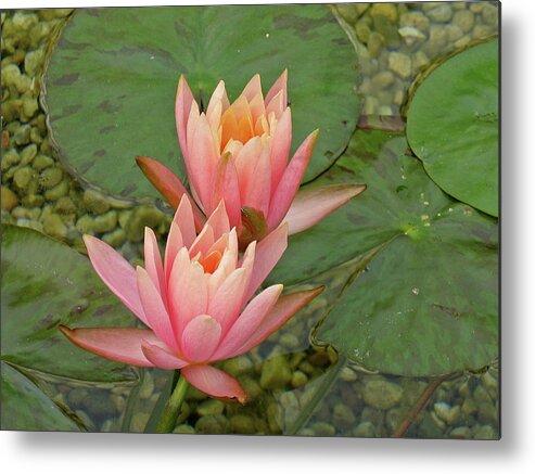 Flower Metal Print featuring the photograph Peach Water Lily by Ira Marcus