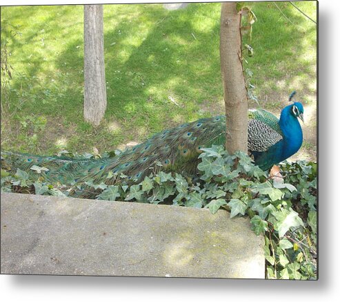 Peacock Metal Print featuring the photograph Peacock by Mariel Mcmeeking
