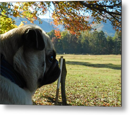 Animal Metal Print featuring the photograph Puggy Sue looking for Bear by Deborah Ferree
