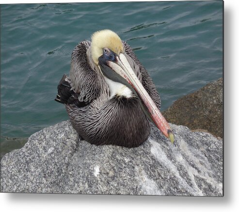 Pelican Metal Print featuring the photograph Pelican by John Mathews