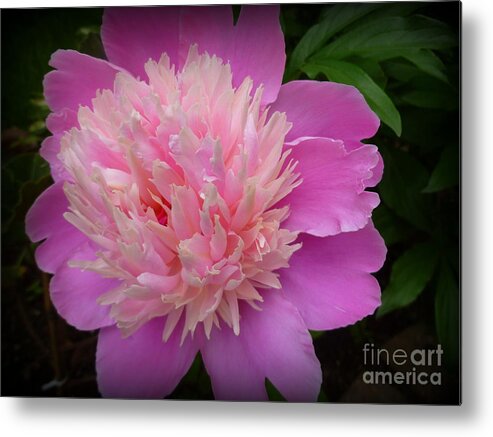 Beauty Metal Print featuring the photograph Peony Bowl of Beauty by Lingfai Leung