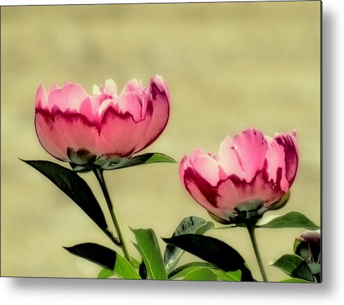Peony Metal Print featuring the photograph Peony Pair - Enhanced by MTBobbins Photography