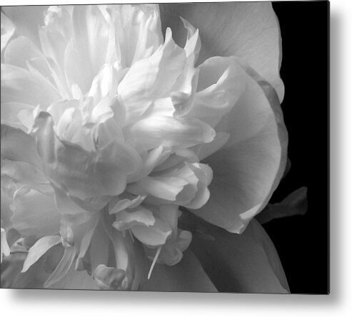 Peony Metal Print featuring the photograph Peony by Pat Exum