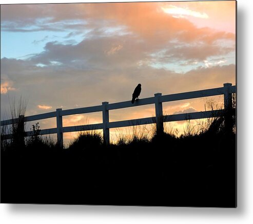 Hawk Metal Print featuring the photograph Perched Hawk by Connor Beekman