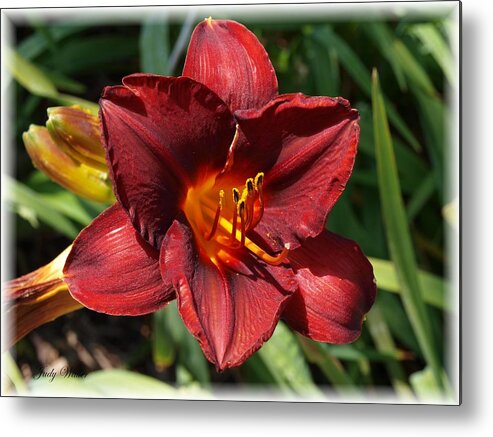 Beauty Metal Print featuring the photograph Perfect Lily by Judy Waller