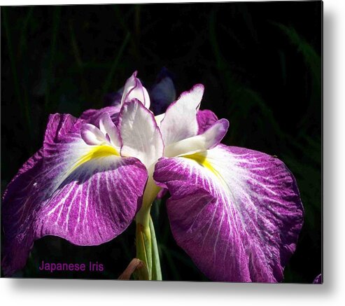 Nature Metal Print featuring the photograph Perfect Pose by Sandy Collier