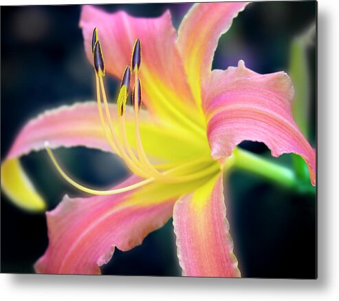 Beautiful Metal Print featuring the photograph Perfection of a bloom. by Usha Peddamatham