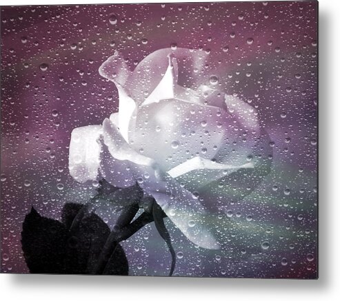 Rose Metal Print featuring the photograph Petals and Drops by Julie Palencia