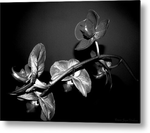 Black-and-white Metal Print featuring the photograph Phalaenopsis Orchid Blooms Black and White by Joyce Dickens